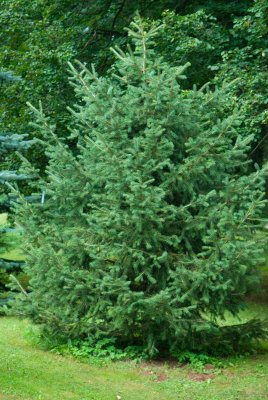 Picea schrenkiana - smrk Schrenkův - celek